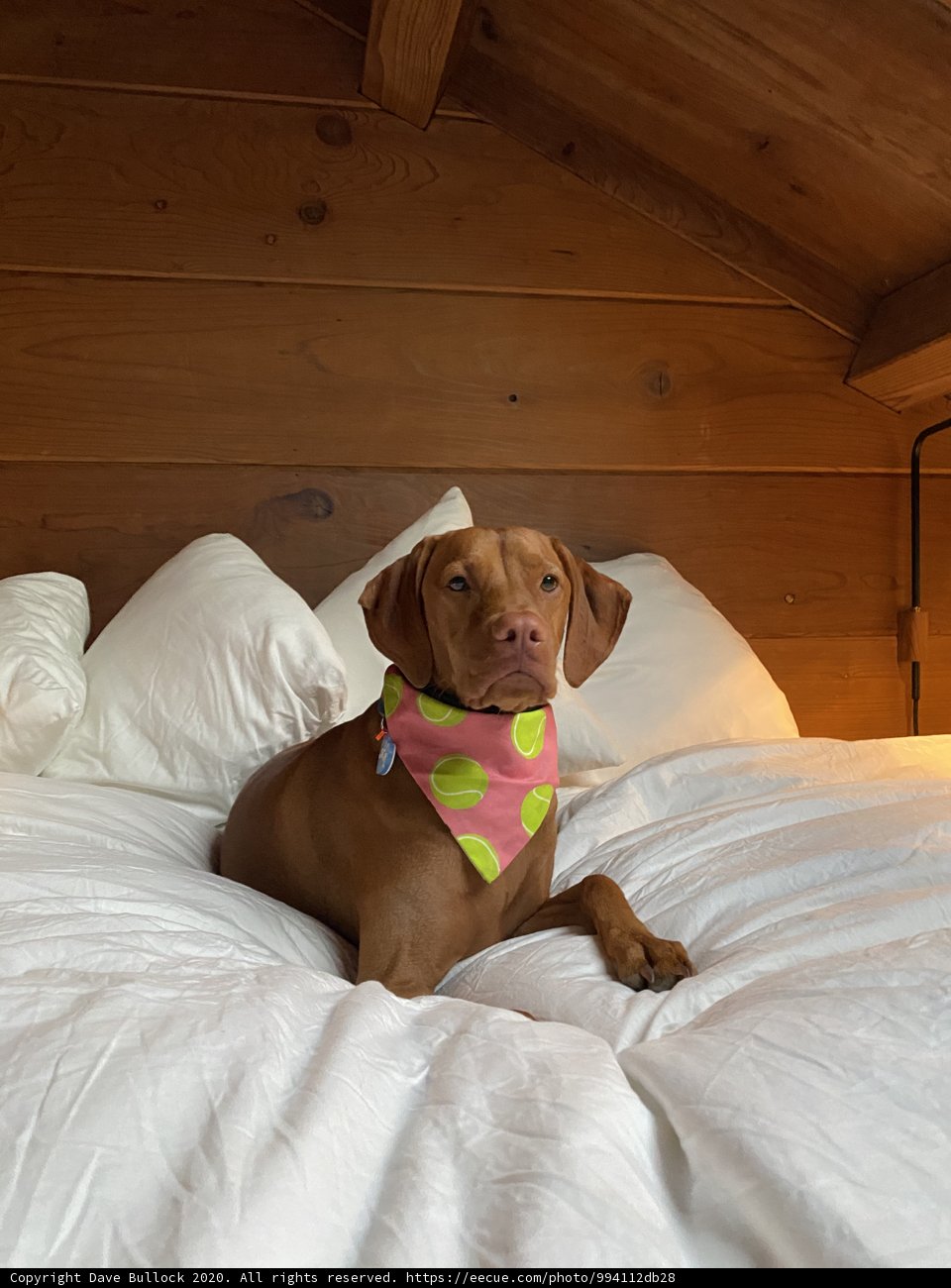 Cozy Canine Bedtime