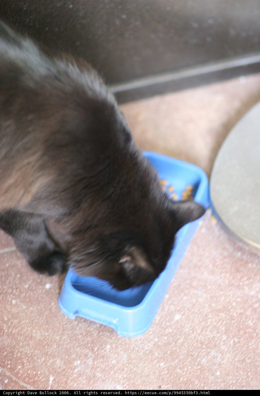Hungry Feline