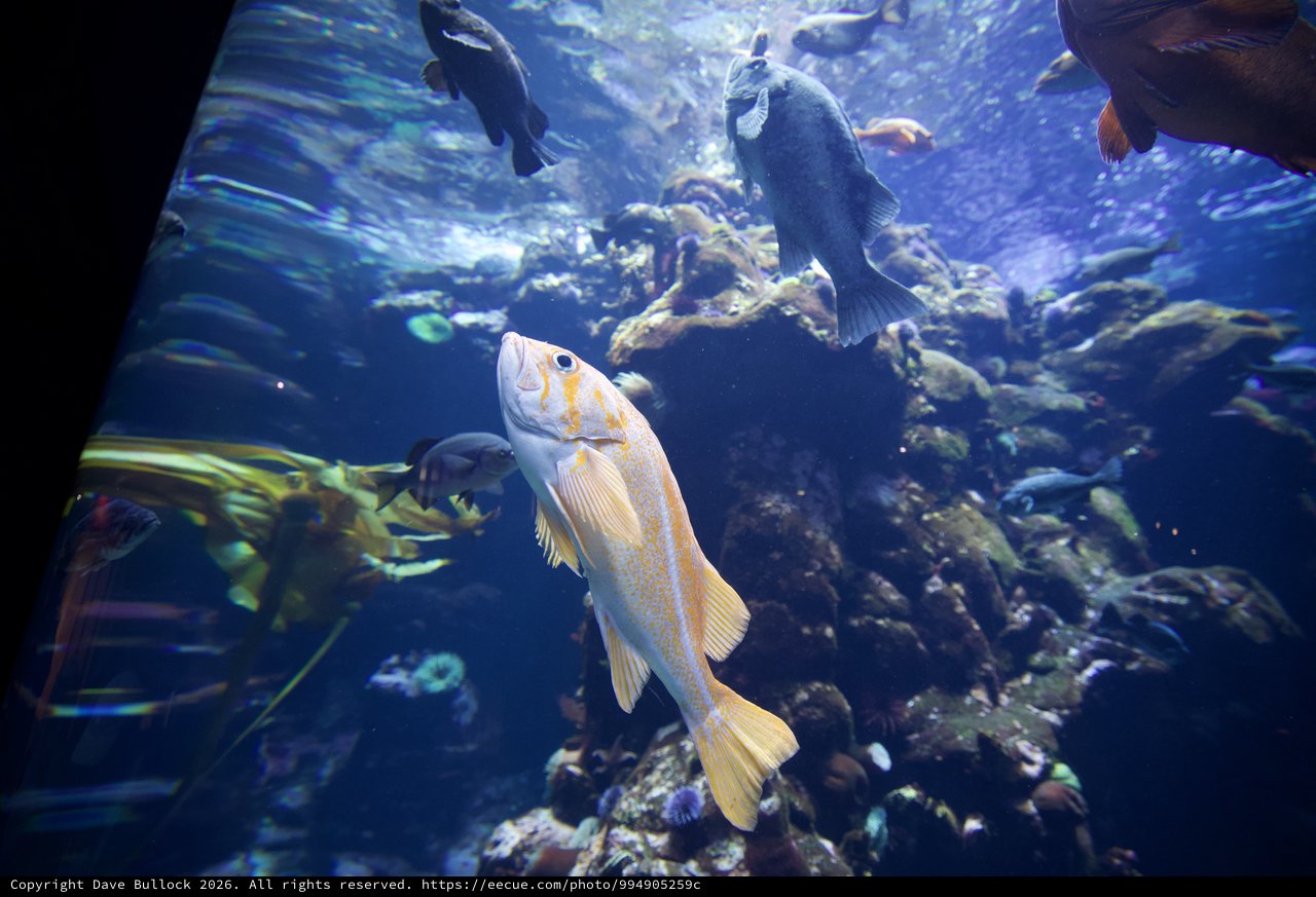Golden Rockfish Swimming in Kelp Forest Aquarium Display