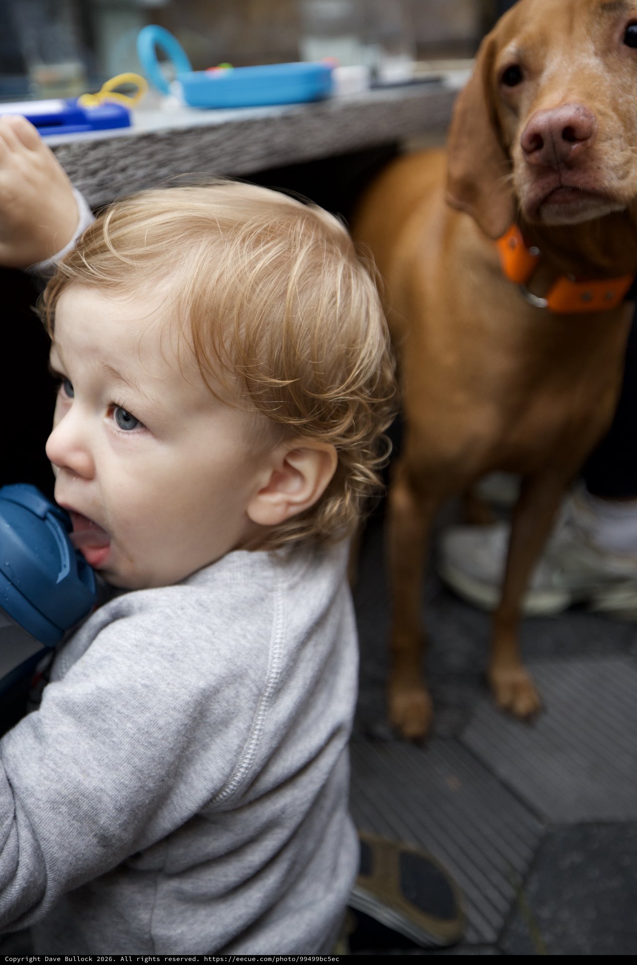 Young Child Getting First Haircut with Dog Companion