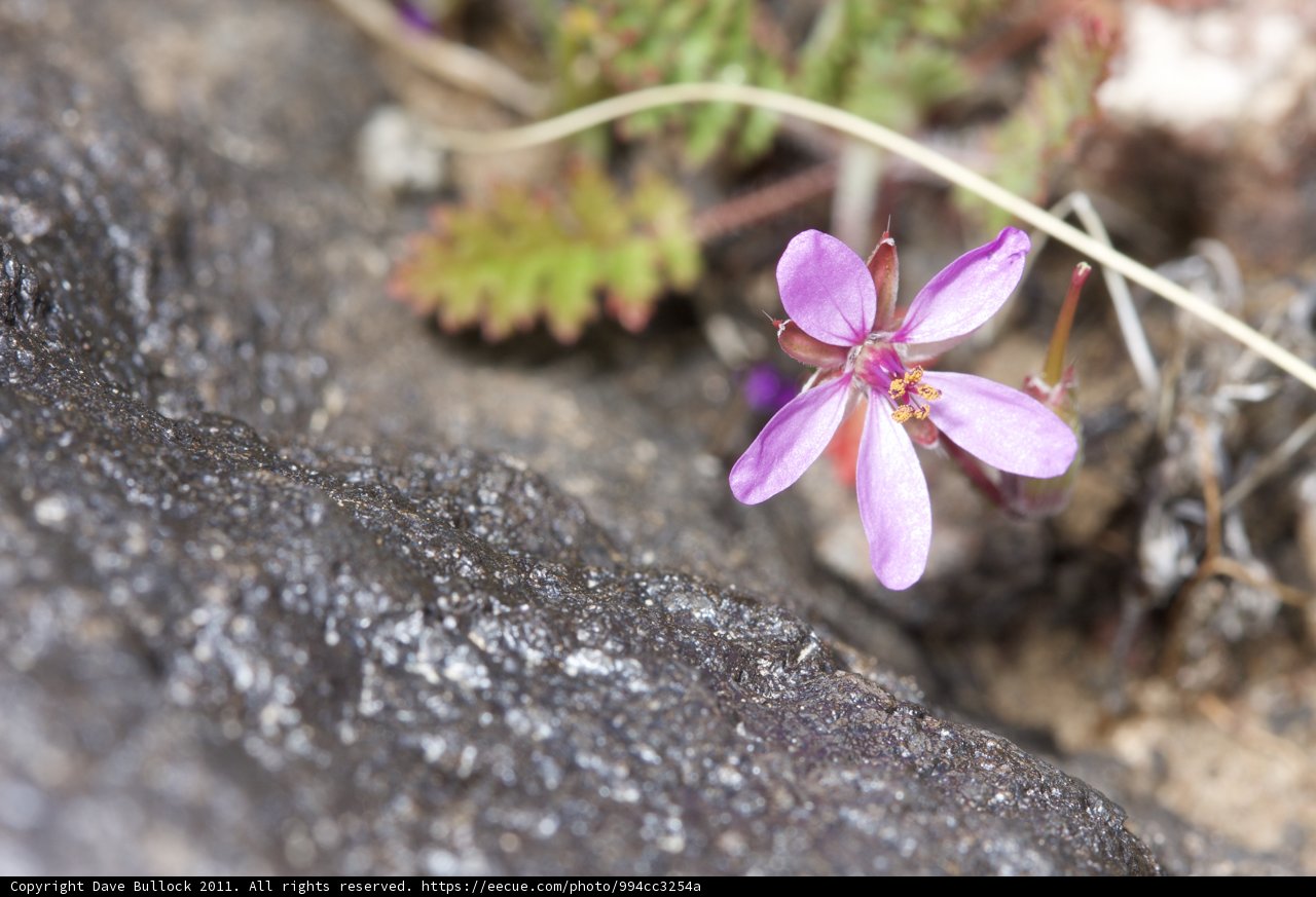 Purple Geranium Amidst Rocky Terrain