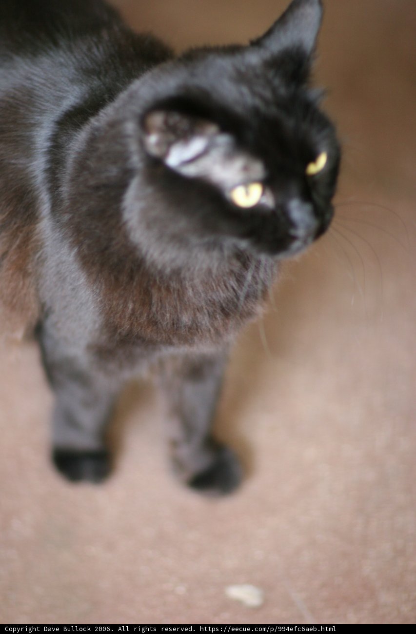 Black Cat's Eyes