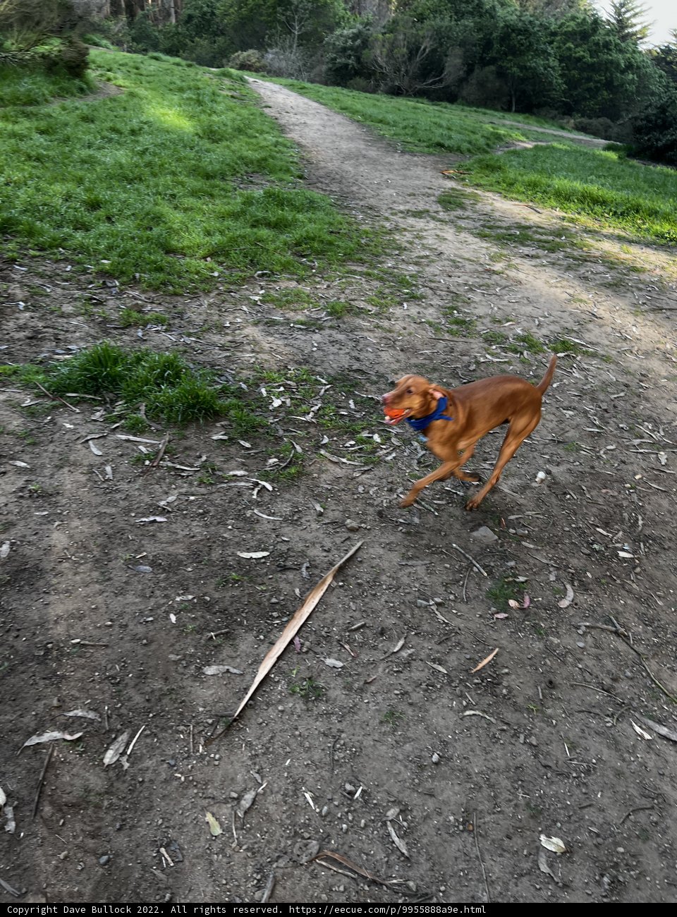 Happy Hound Finds Joy in the Great Outdoors