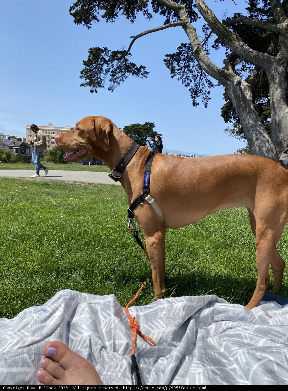 Puppy in the Park