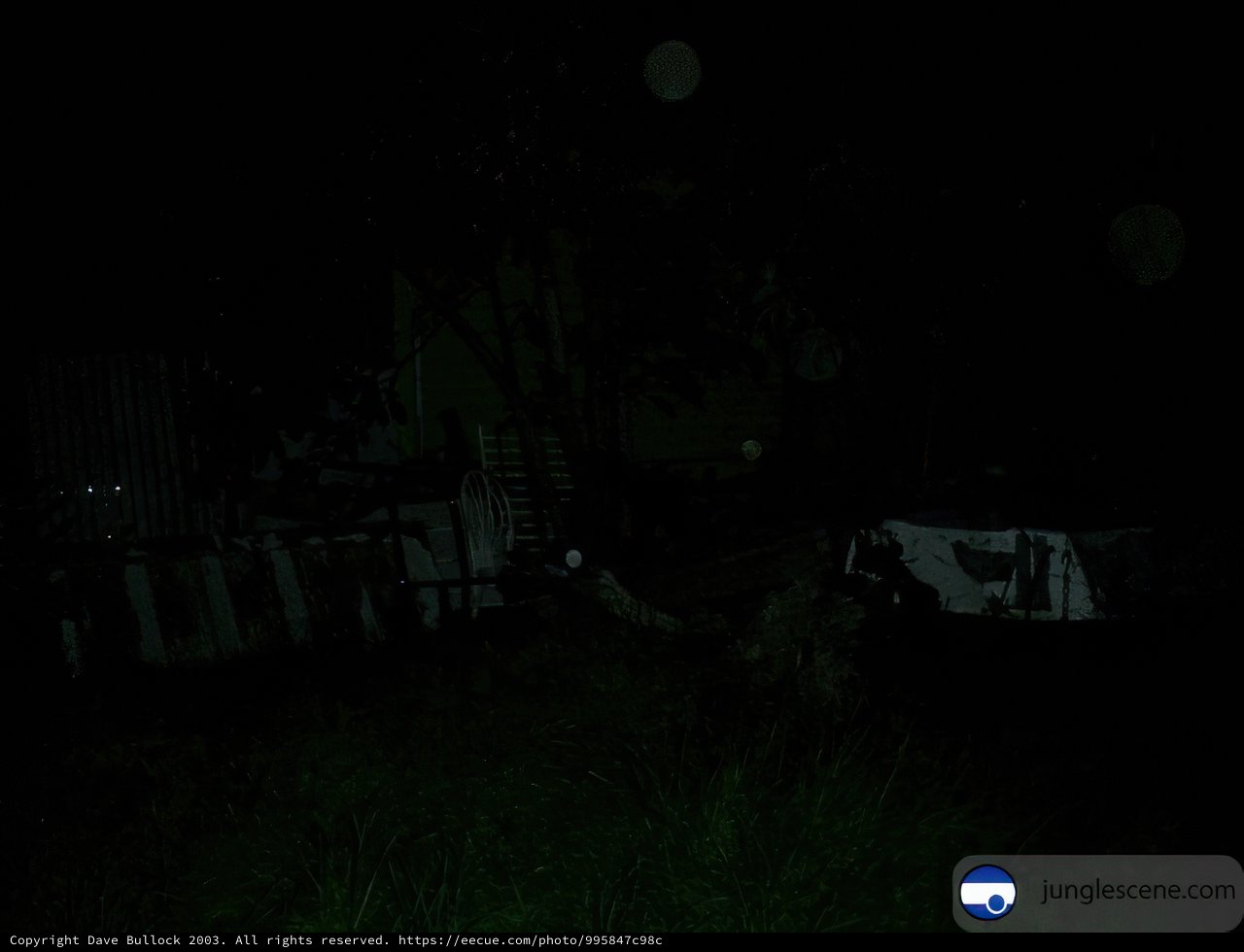 Nighttime Haunt