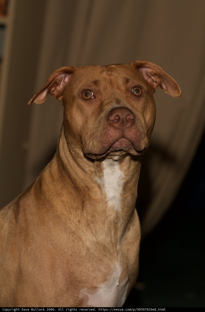 The Pit Bull Pup