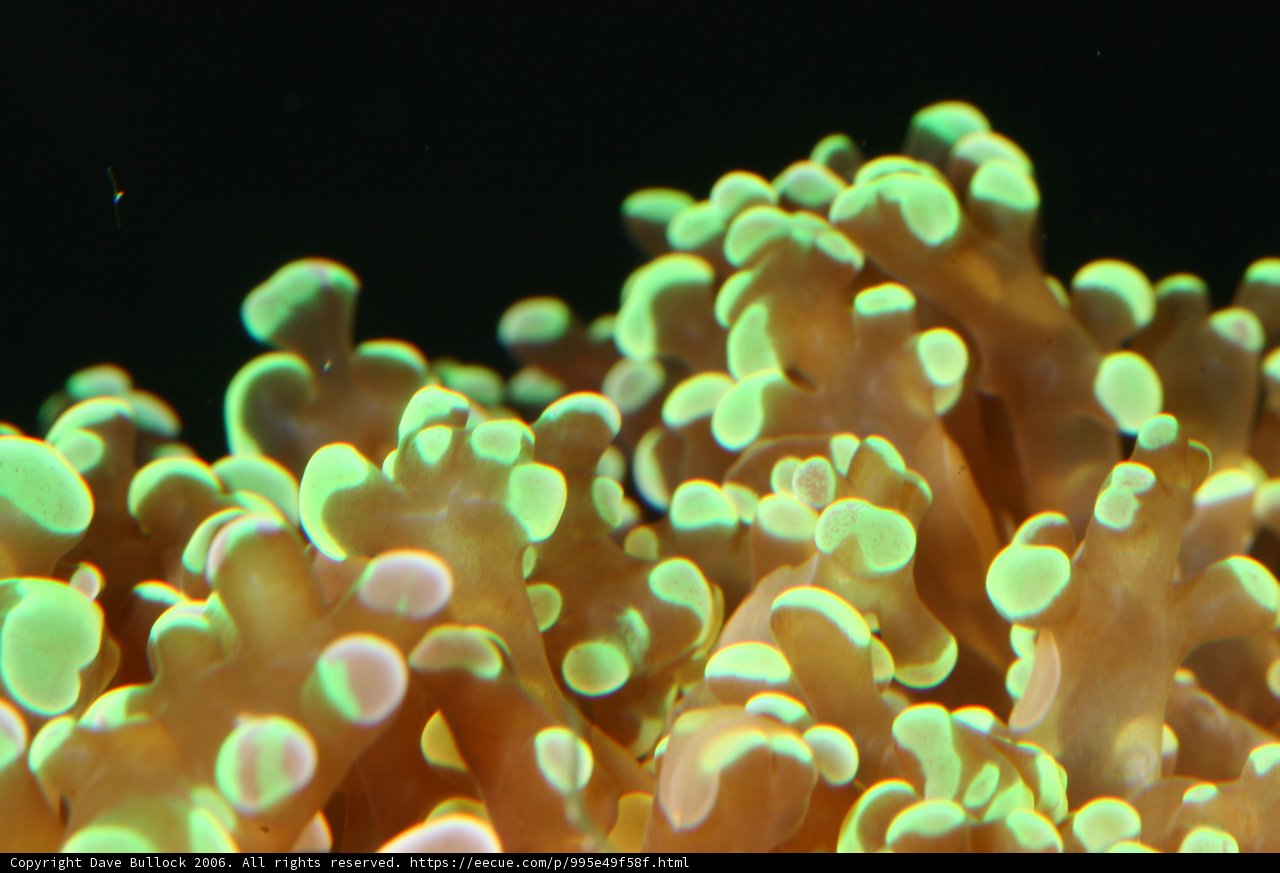 The Stunning Colors of a Coral Reef!