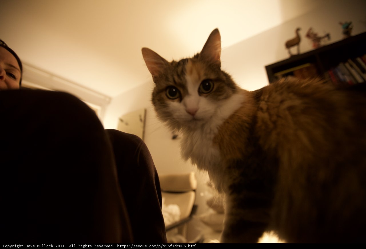 The Feline Companion