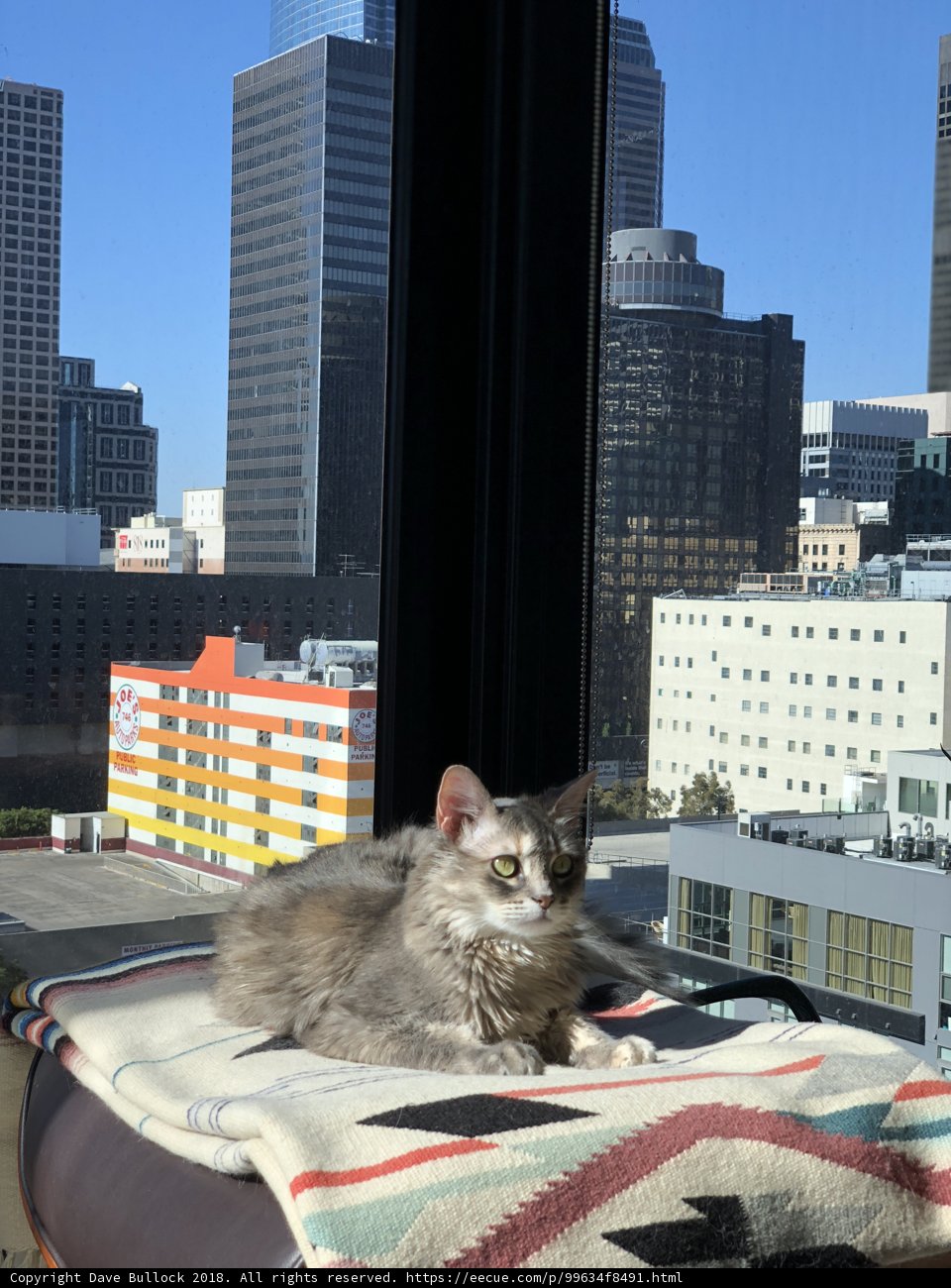 City Cat Lounging by the Window