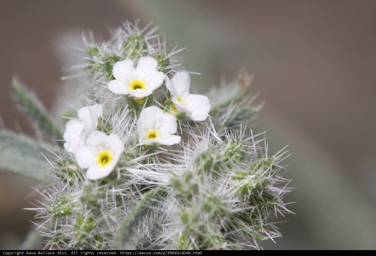 Tiny White Flower with Yellow Centers