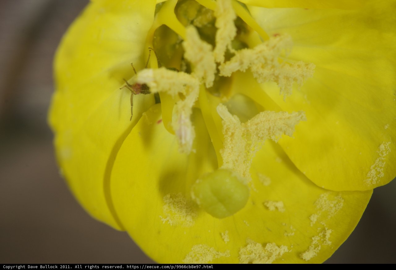 Bug in a Yellow Flower