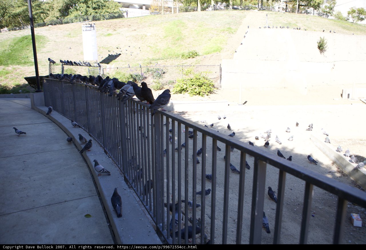 Birds Perched on the Handrail