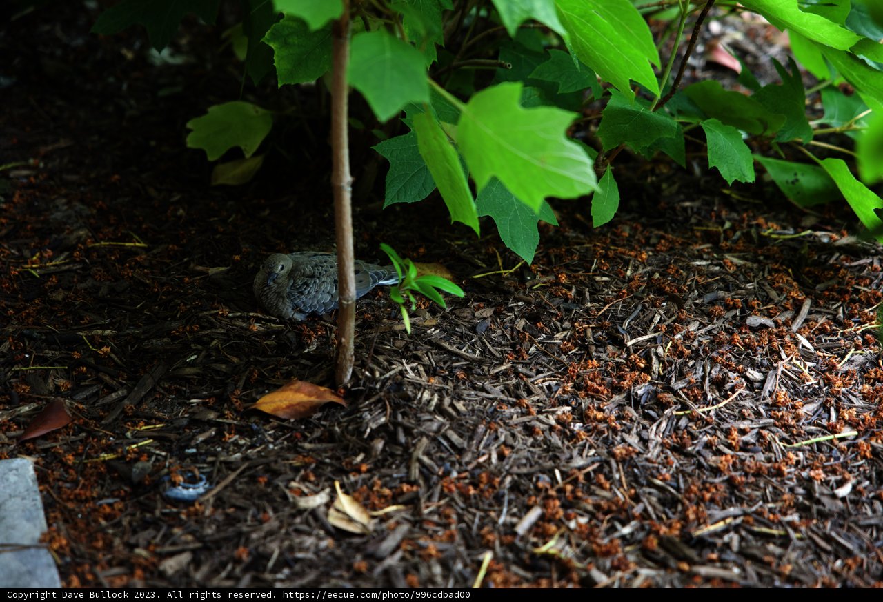 Tiny Avian Explorer at Disneyland