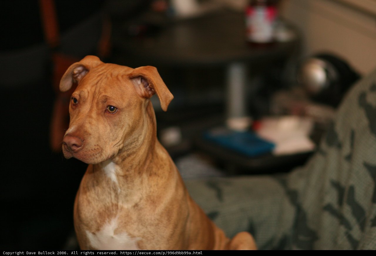 Brown Pitbull relaxing on a Couch