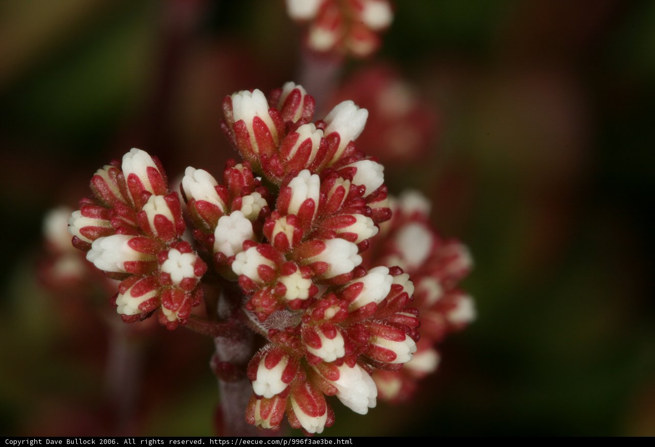 Beauty in Bloom