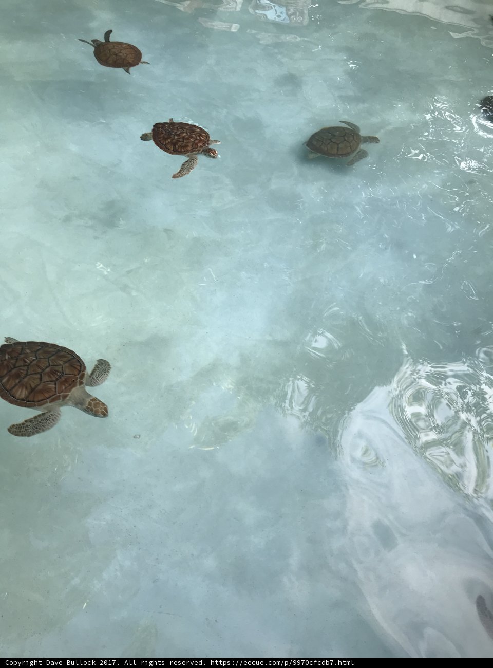 The Four Sea Turtles