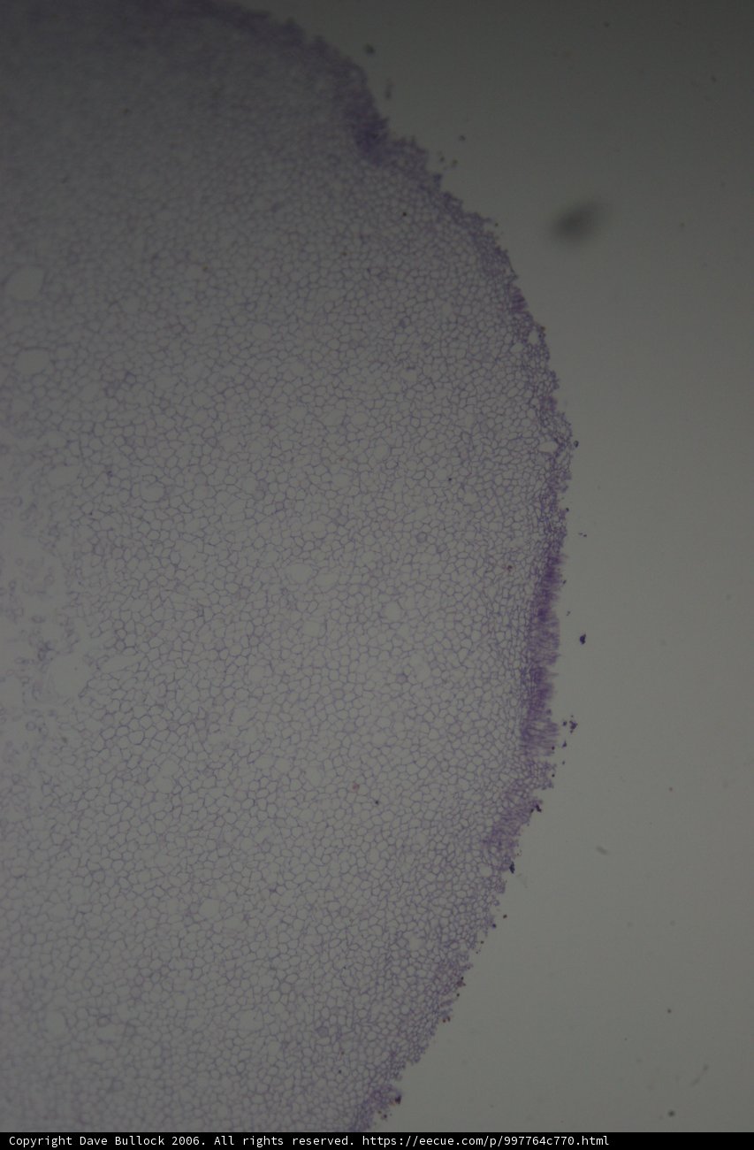 Purple Spotted Stain