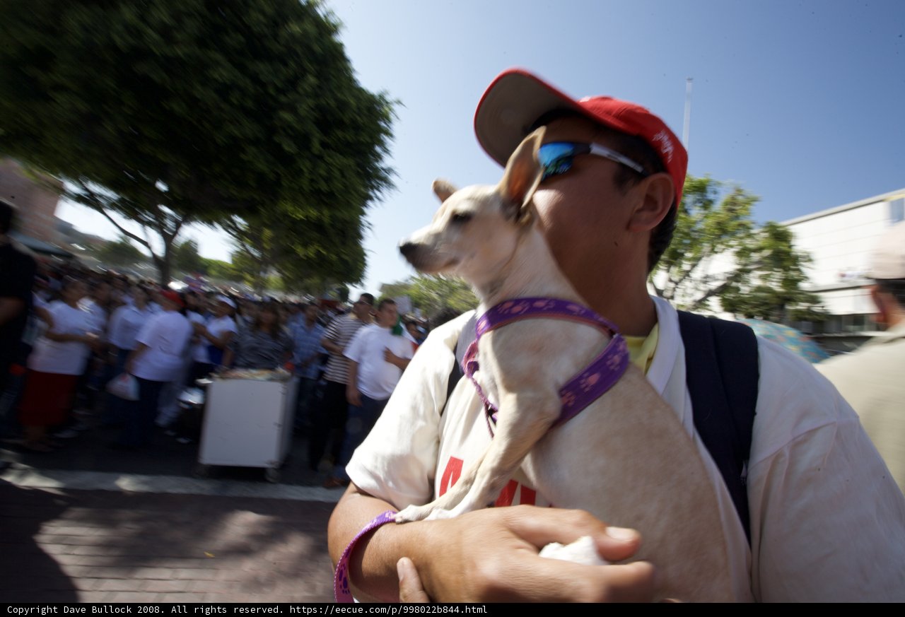 A Man and his Chihuahua