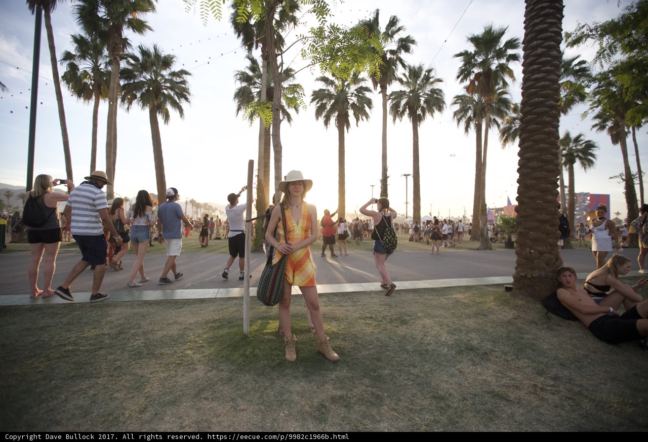 Summer Breeze among Palms