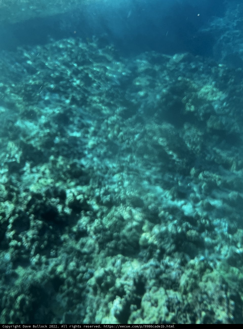 A Bird's-Eye View of Hawaiʻi's Vibrant Coral Reef
