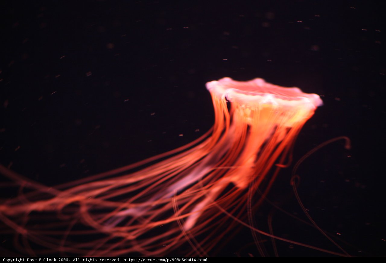 Otherworldly Jellyfish