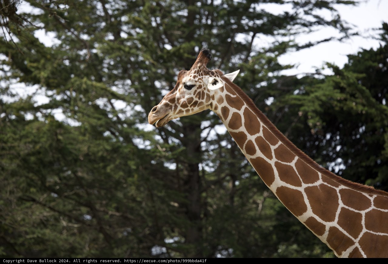 Majestic Safari Moment