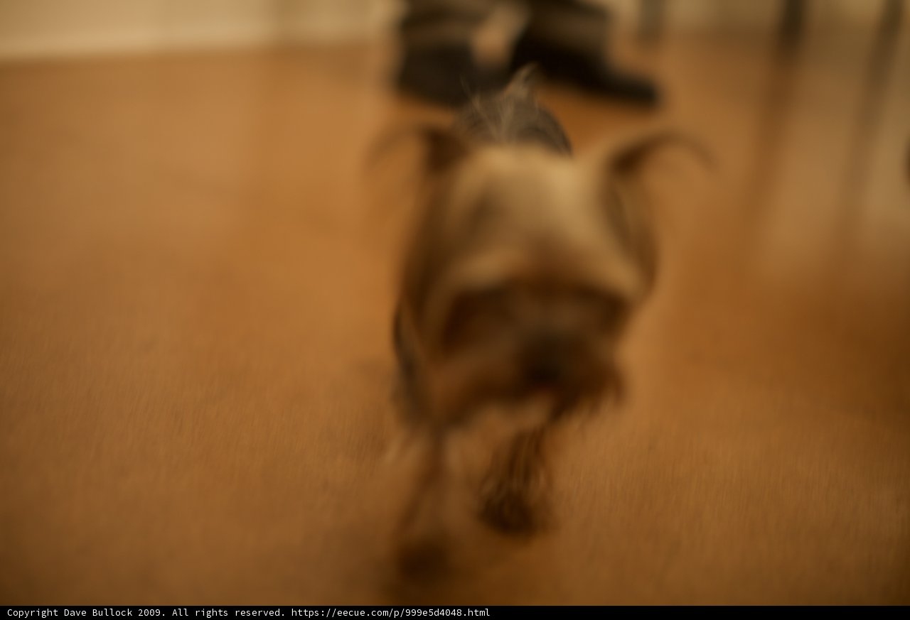 Furry Feet on Hardwood