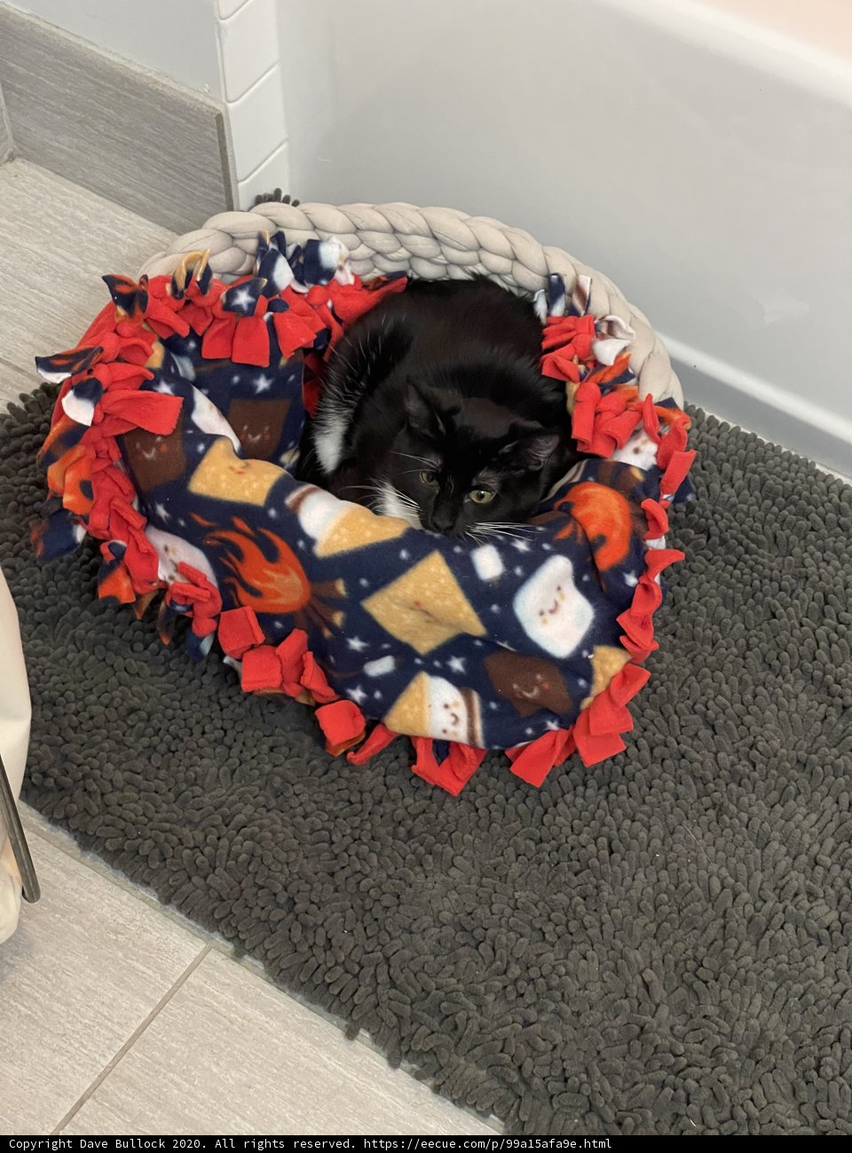 Cozy Cat Nap