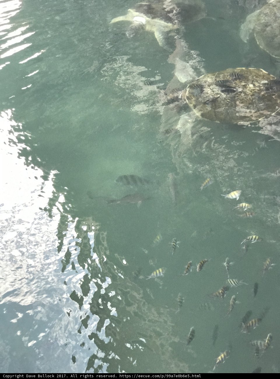 School of Aquatic Creatures