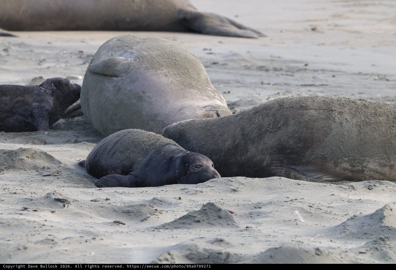 Elephant Seal Pups Resting on Sandy Beach