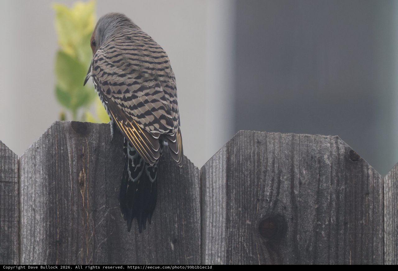 Barred Plumage Bird Perched on Weathered Fence