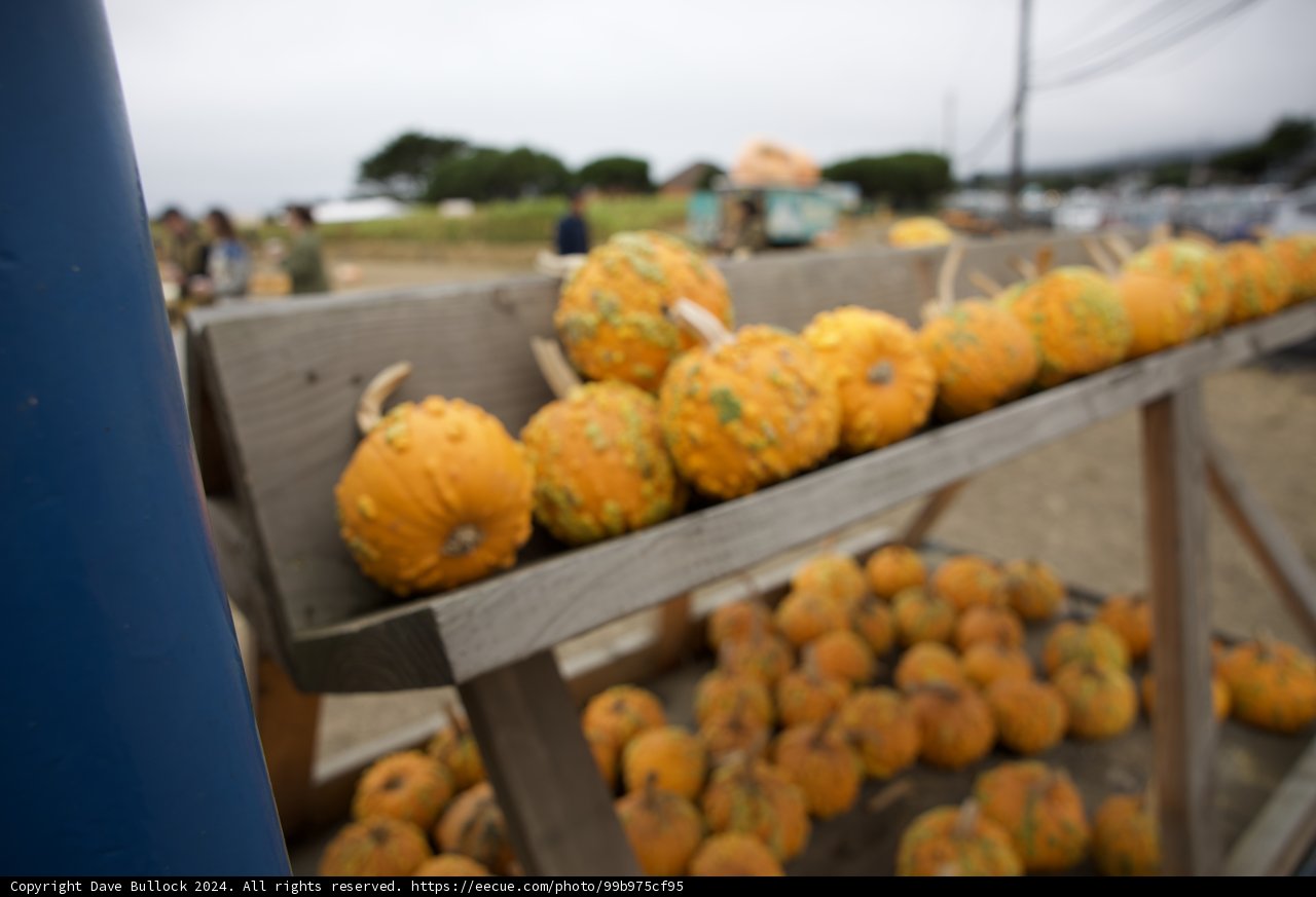Autumn Harvest: A Pumpkin Parade
