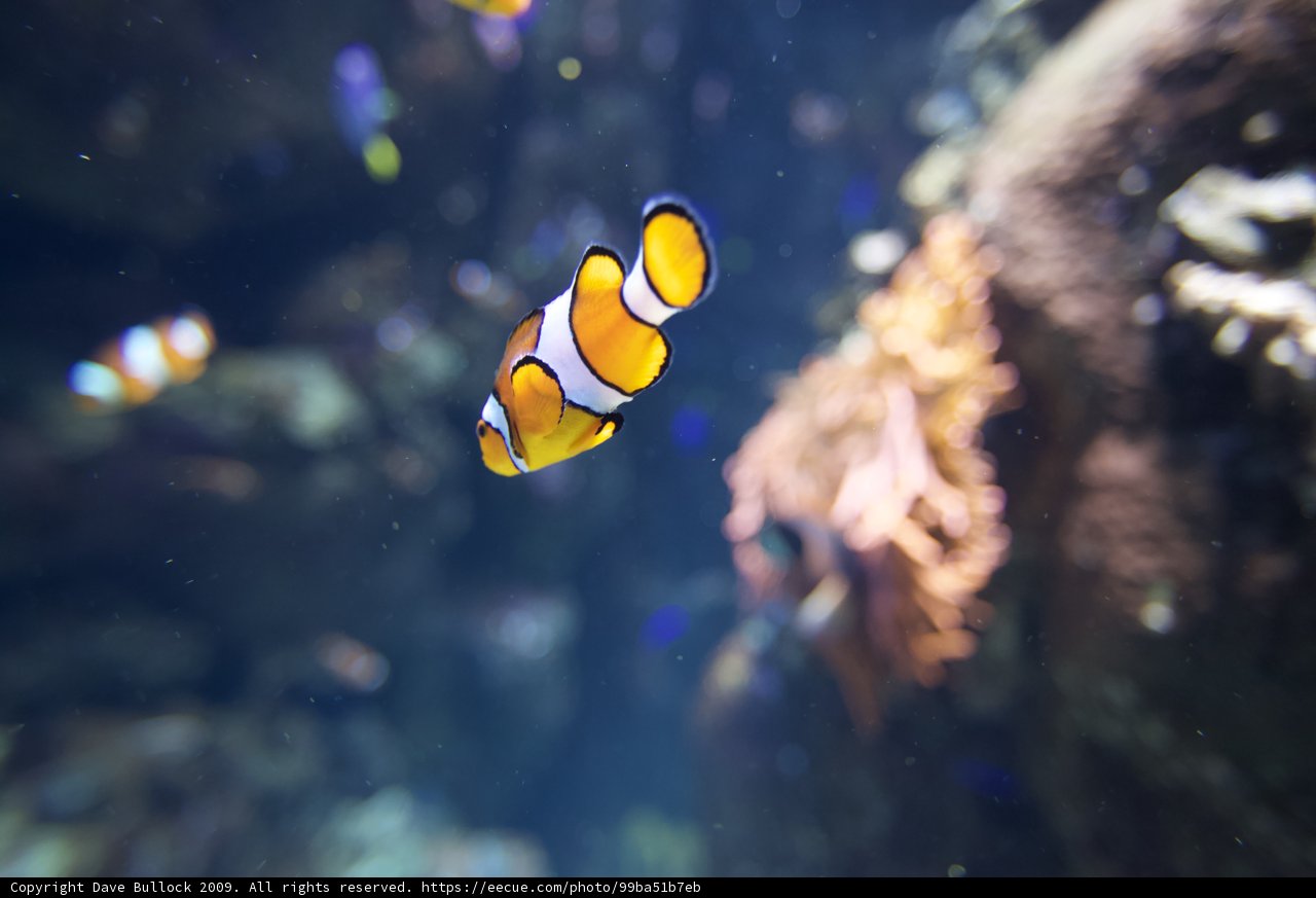 Colorful Clownfish Swimming in Aquarium