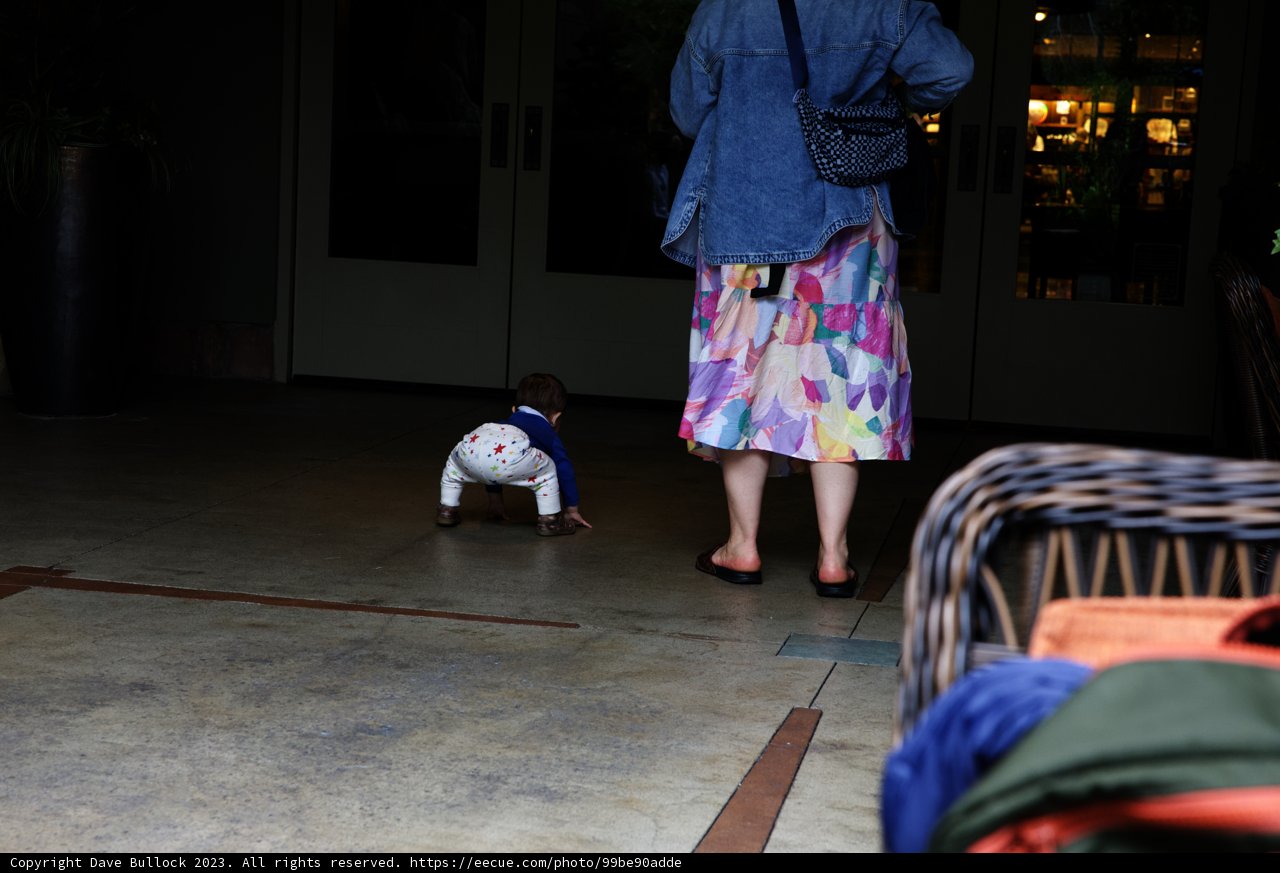 Strolling with Furry Friends