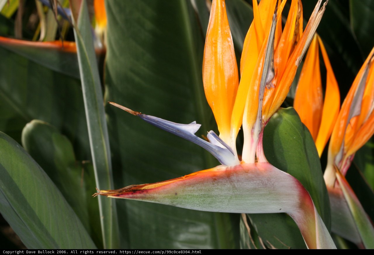 A Close-up of Bird of Paradise Flower