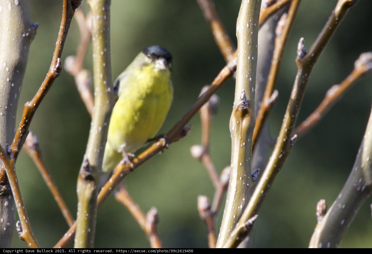 Finch Amongst the Branches