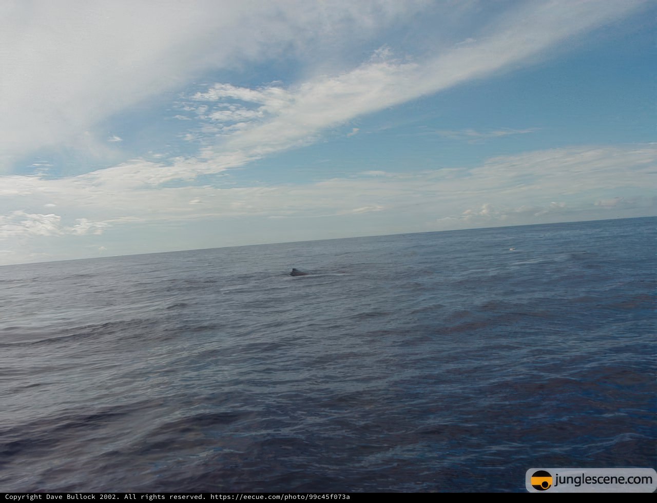 Playful Dolphin and Sailboat in a Blue Horizon