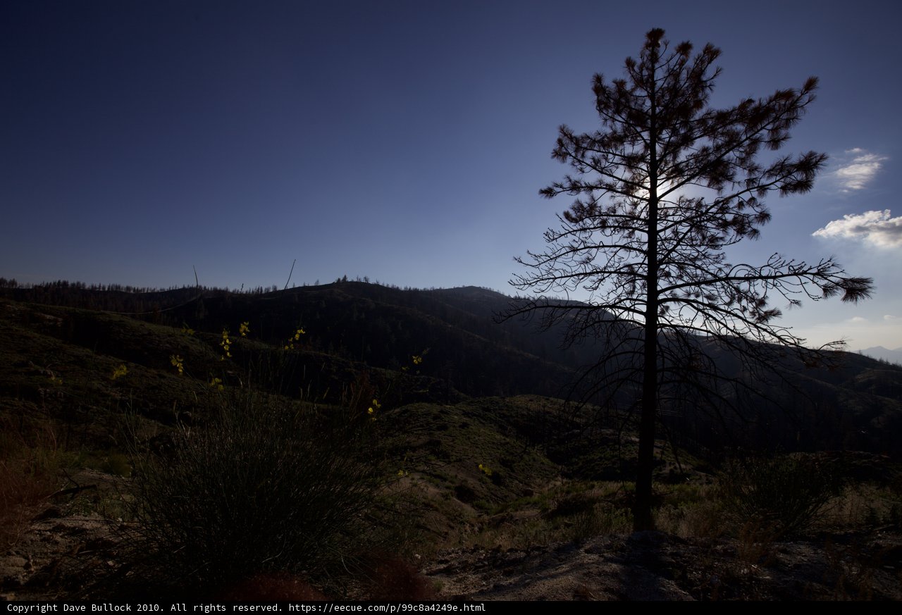 Lone Pine in the Mountain Wilds