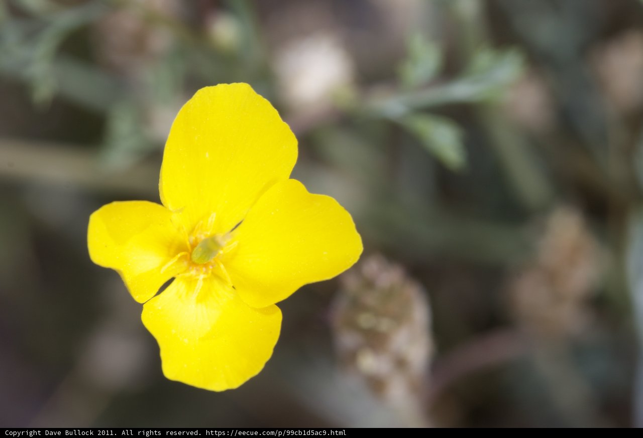 A Vibrant Geranium in the Desert