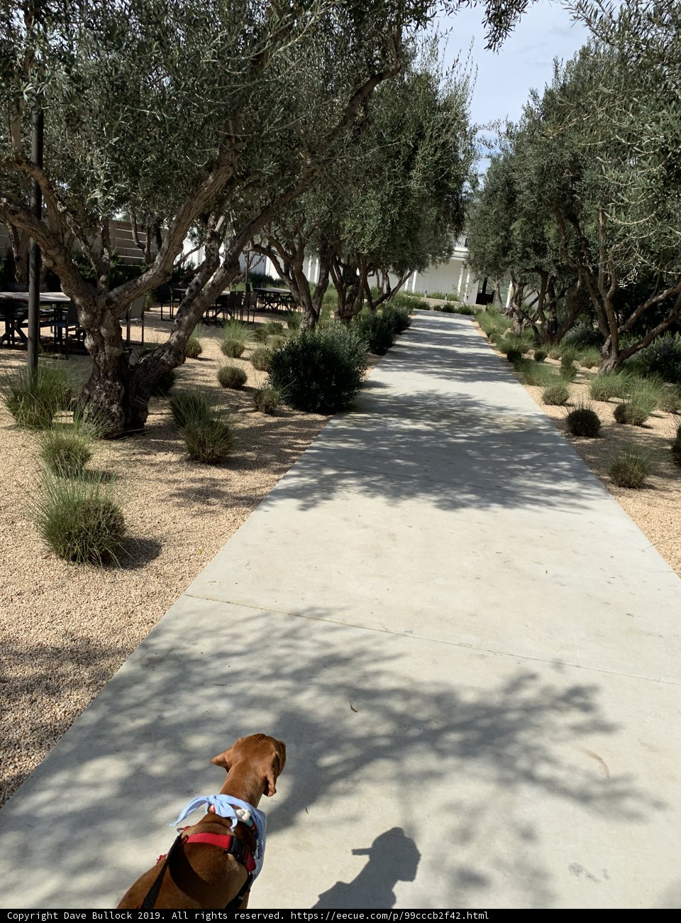 A Canine’s Walk in the Park