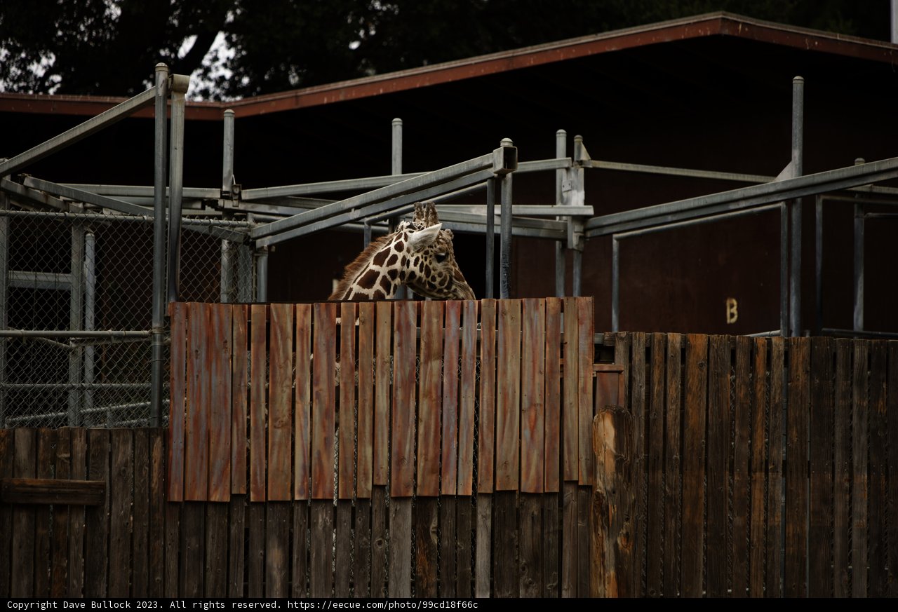 Guardian of the Savannah: An Encounter at Oakland Zoo