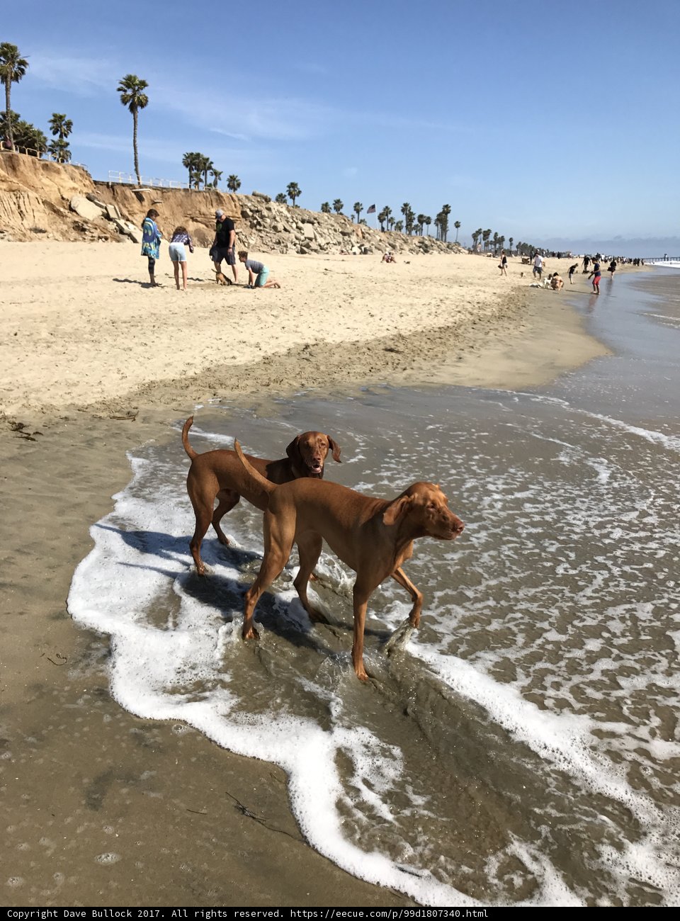 Puppies In Paradise