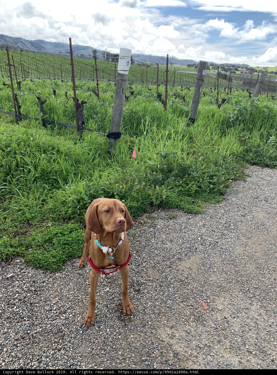 The Majestic Vizsla