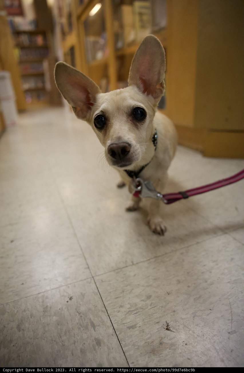 Charming Chihuahua in Japan Town Skyela