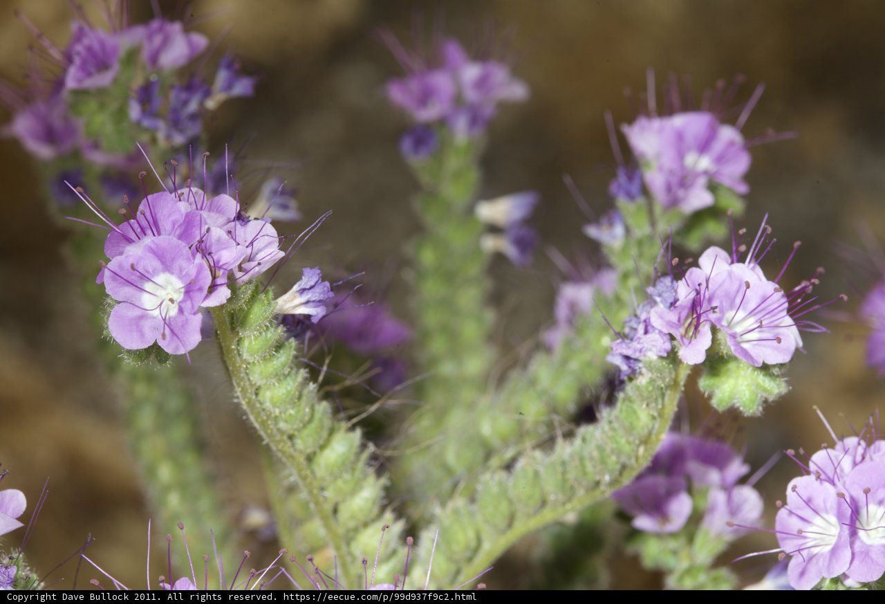 Purple Geranium in Bloom