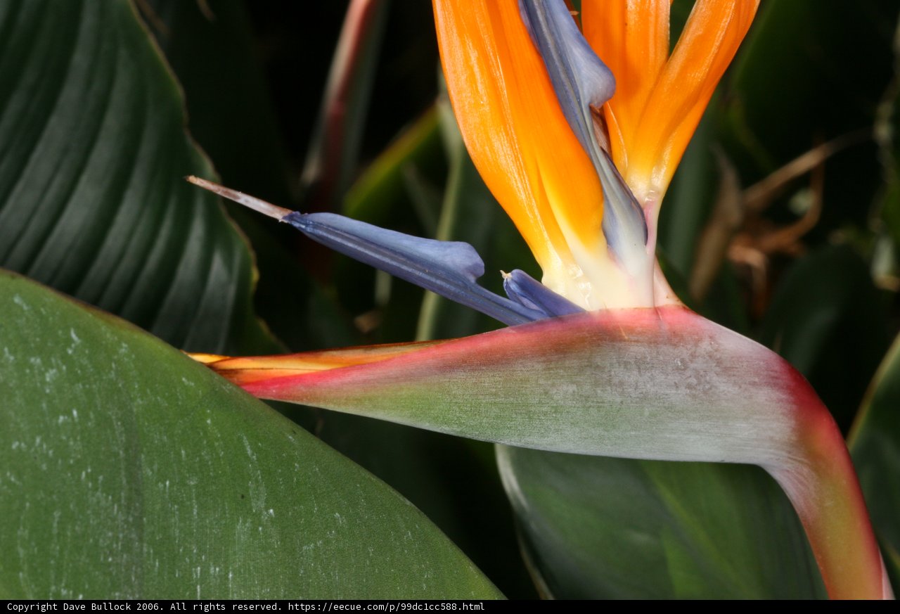 Exquisite Bird of Paradise Flower