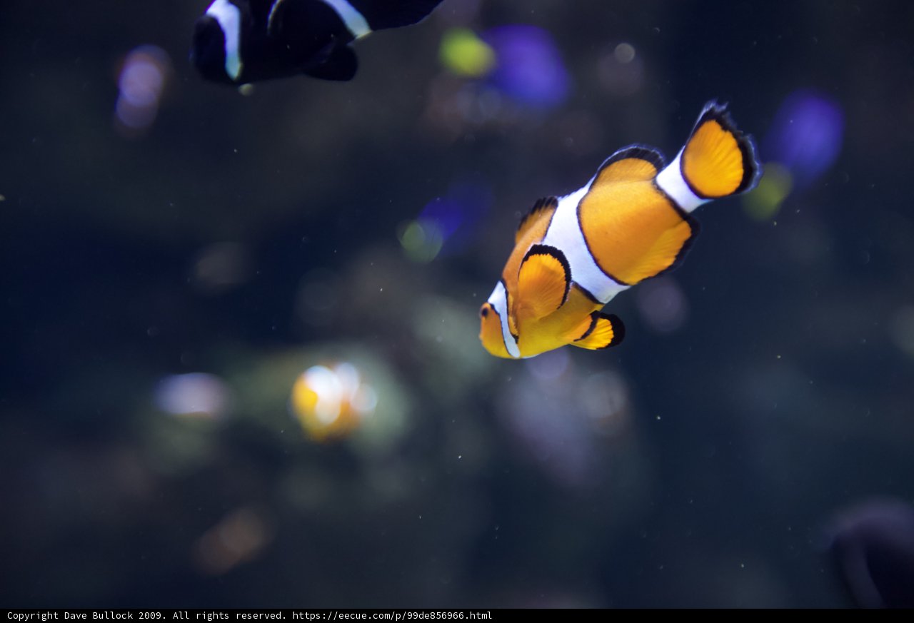 Underwater Wonders: The Colorful Clownfish