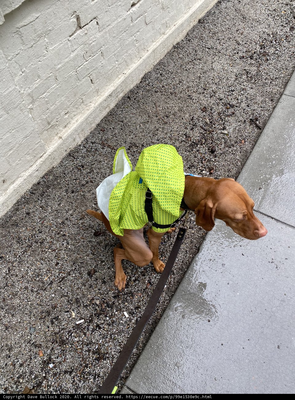 Rainy Day Adventure Buddy