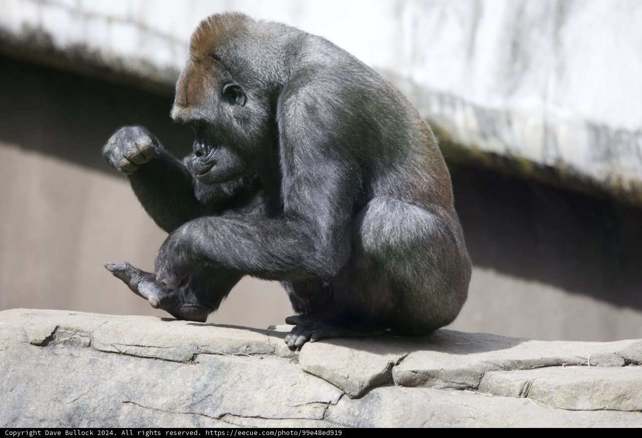 Gorilla Deep in Thought at SF Zoo