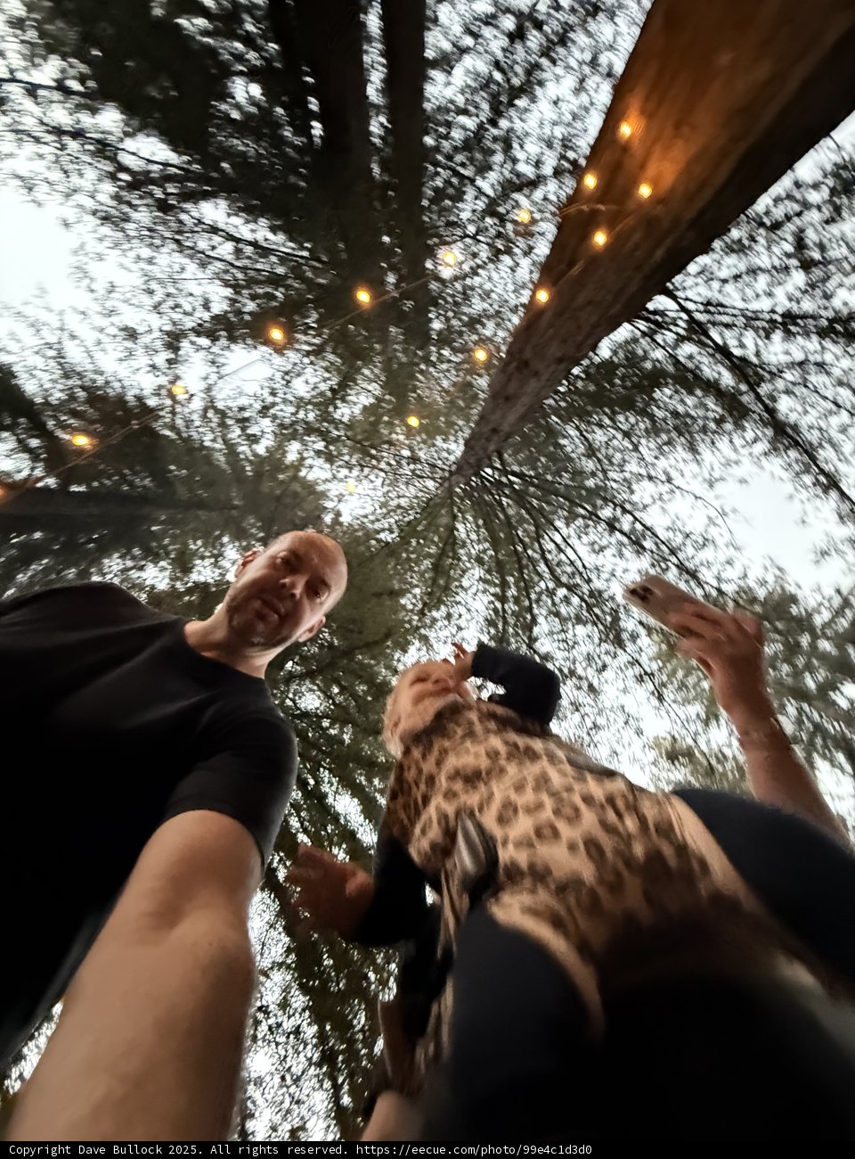 Under the Canopy of Stars